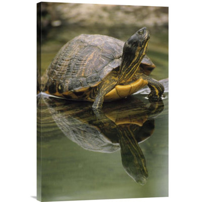 " Yellow-Bellied Slider Turtle "