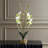 Lady Slipper Orchid In Glass Vase
