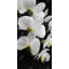 Beautiful Orchids Print On Canvas-98693974
