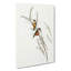 Slender-Billed Spinebill Birds by Elizabeth Gould - Wrapped Canvas Painting-55318442