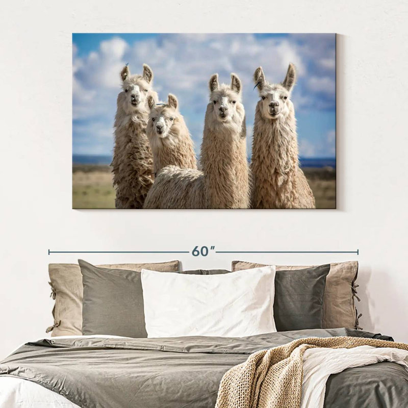Fluffy White Llamas, 34" H x 51" W