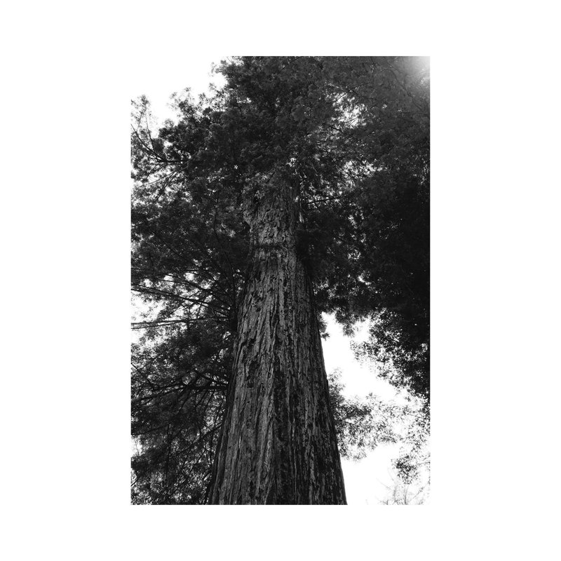 Redwood Forest XV by Bethany Young - Print on Canvas, Wrapped Canvas, 45.72cm H x 30.48cm W x 1.91cm D