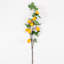 4 branches d'agrumes citron