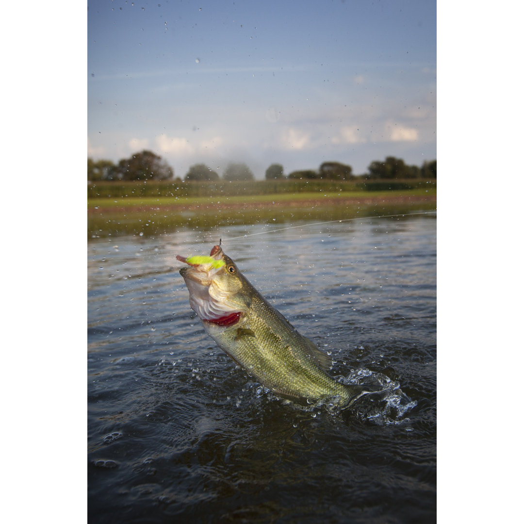 Forellenbarsch Jumping Across The Water von Photographer3431 - Druck ohne Rahmen auf Leinwand