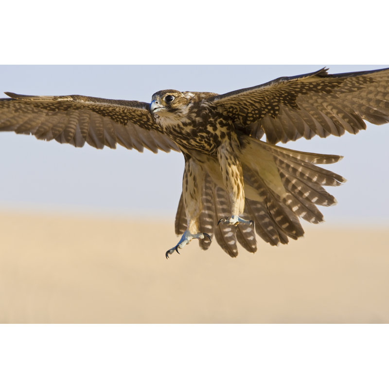 Falcon in Flight par Dmbaker - Photographie sur toile tendue, L 12 po x H 8 po