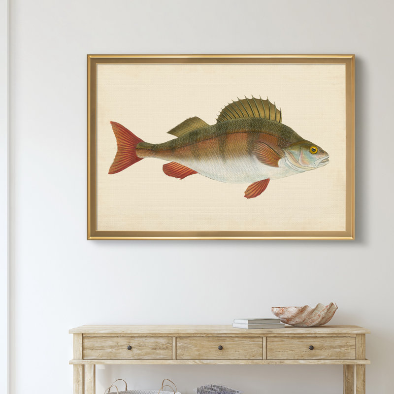 «Donovan Antique Fish I», cadre photo, impression sur toile, H 26,5 po x l 36,5 po x P 1,5 po, Doré