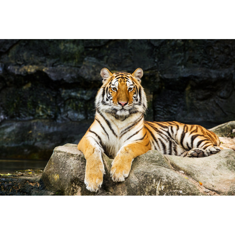 Tiger by Subinpumsom - Wrapped Canvas Print, 51cm H x 76cm W