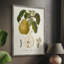 Vintage Pears I, reproduction encadrée - bois massif-1660128674