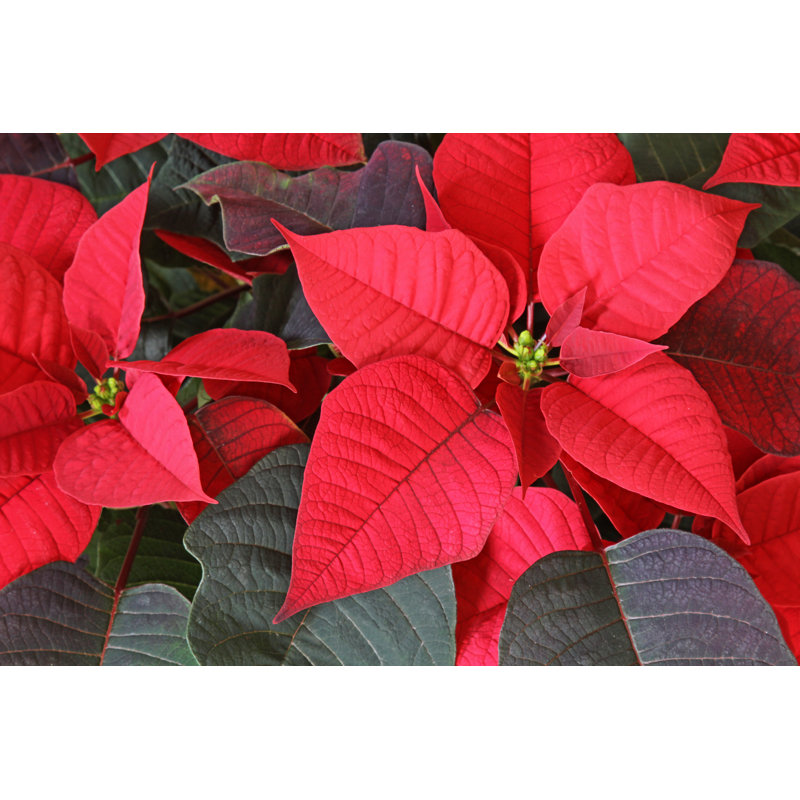Poinsettia Red Flower by Ca2hill - Wrapped Canvas Print, 51cm H x 76cm W