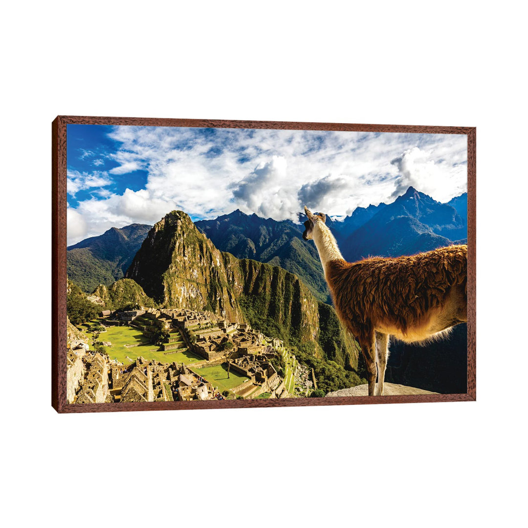 Peru Machu Picchu Lama Overlooking von Alex G Perez - Galerie-umwickelte Leinwand Giclée auf Leinwand