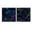 Bambou crépuscule vert et mauve motif tropical-1419811381