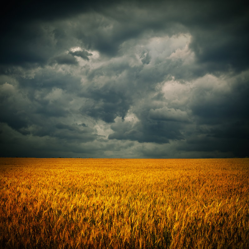 Wheat Field - Wrapped Canvas Print, 30cm H x 30cm W x 3.8cm D