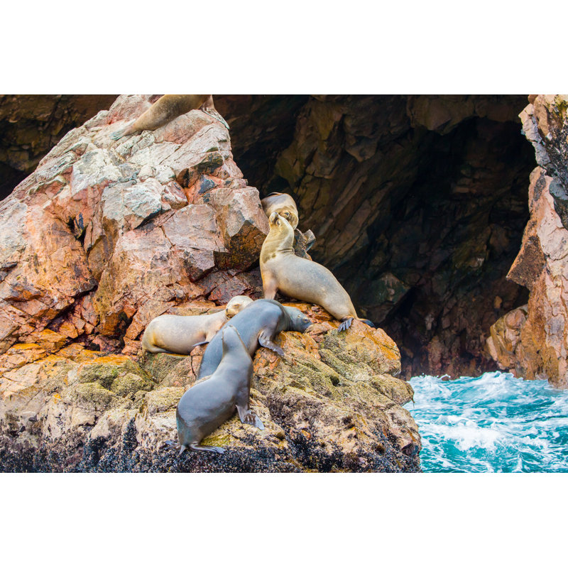 South American Sea Lions by Vitmark - Wrapped Canvas Print, 30cm H x 46cm W