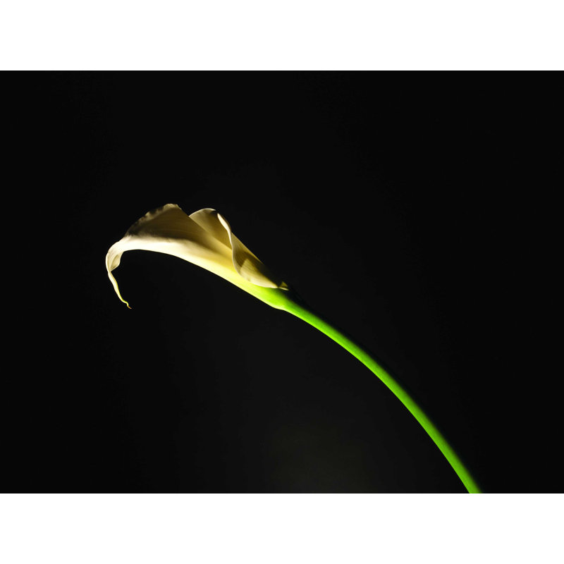 Calla Lilly - photographie sur toile tendue, H 12 po x l 16 po