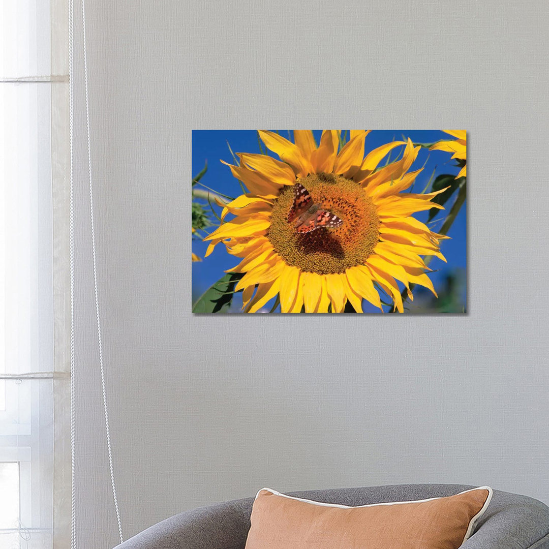 Painted Lady Butterfly On Sunflower, New Mexico von Tim Fitzharris - Gallery-Wrapped Canvas Giclée on Canvas