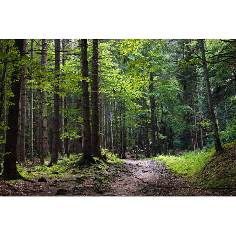 Anhua forêt sombre, H 8 po x l 12 po x P 1,25 po