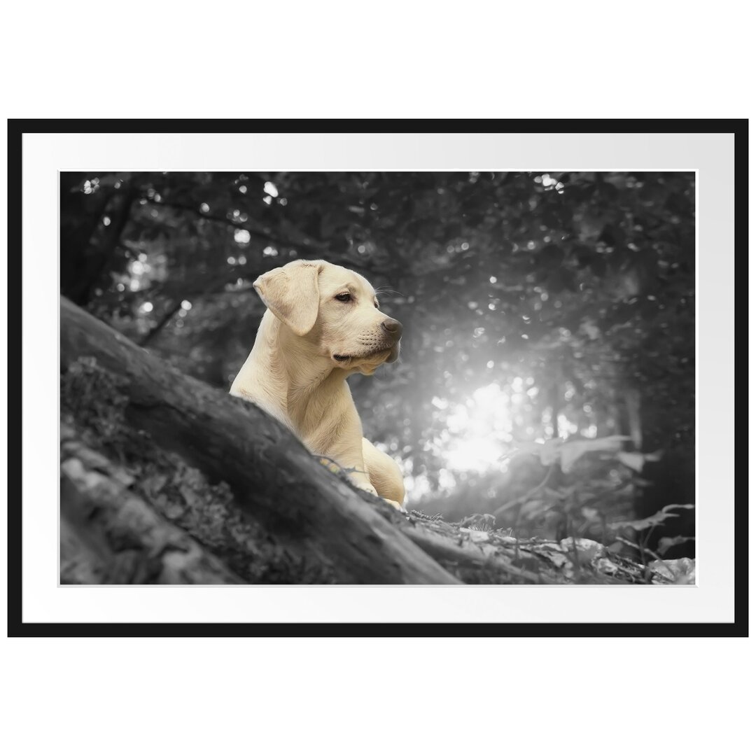 Gerahmtes Poster Labrador Welpe im Wald