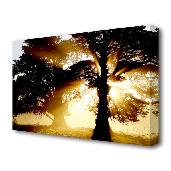 East Urban Home Trees With Sunlight Forest - Wrapped Canvas Photograph ...