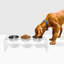 Tall Clear Triple Dog Bowl Feeder with Bowls-397908646