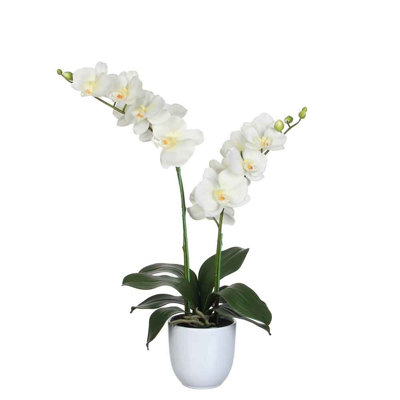Orchidee im Blumentopf