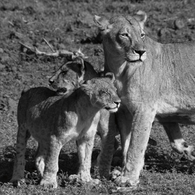 Lionne et oursons
