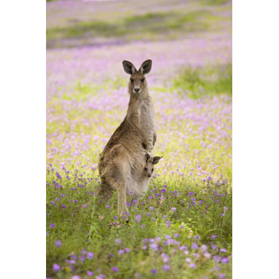 Kangaroo And Joey by Mburt - No Frame Print on Canvas