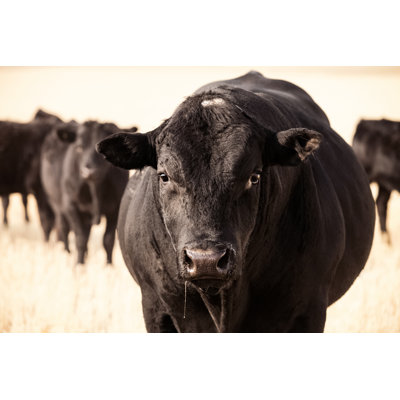 Black Angus Bull 1 Piece Wrapped Canvas Wall Art