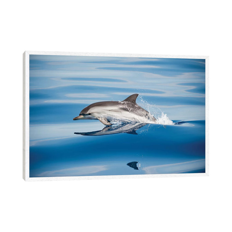 Striped Dolphin by Mirko Ugo - Print on Canvas, 66.04cm H x 101.6cm W x 3.81cm D, White Floater Framed