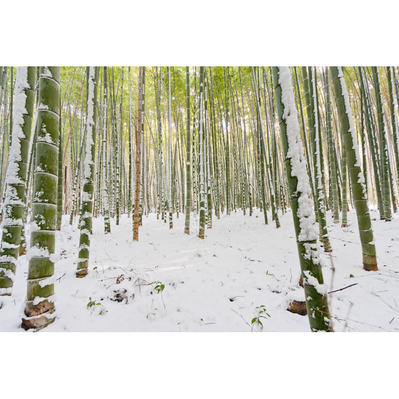 Gaddy Bamboo Grove In Winter by Midicity - Wrapped Canvas Print, 61cm H x 91cm W x 3.8cm D