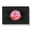 Lone Pink Carnation - Wrapped Canvas-56648426