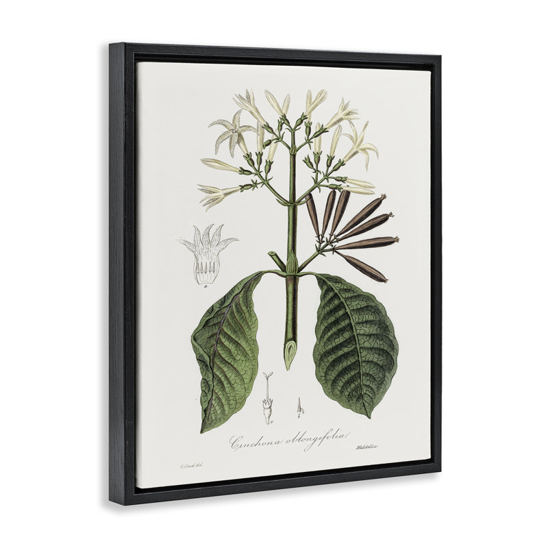 Cadre flottant rétro Vintage Flora Study, design par CAD Designs, Cadre flottant noir de jais, 21" H x 17" W