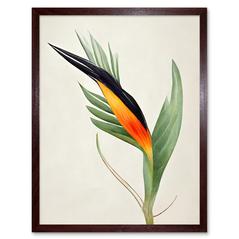 Tropical Bird Of Paradise Flower - Print, Brown Framed Paper, 43cm H x 33cm W x 2cm D