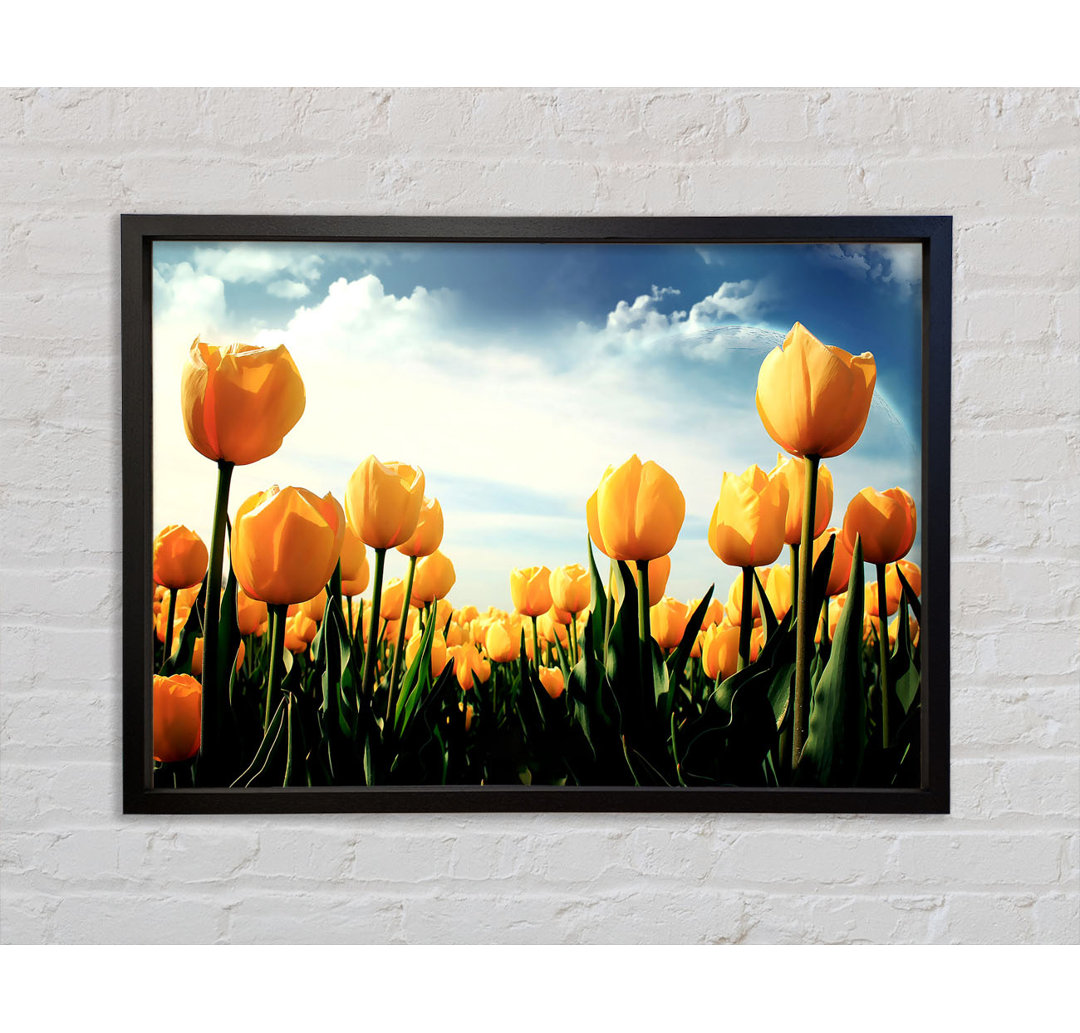 Gelbe Tulpen im bewölkten Himmel - Einzelne Bilderrahmen Kunstdrucke auf Leinwand