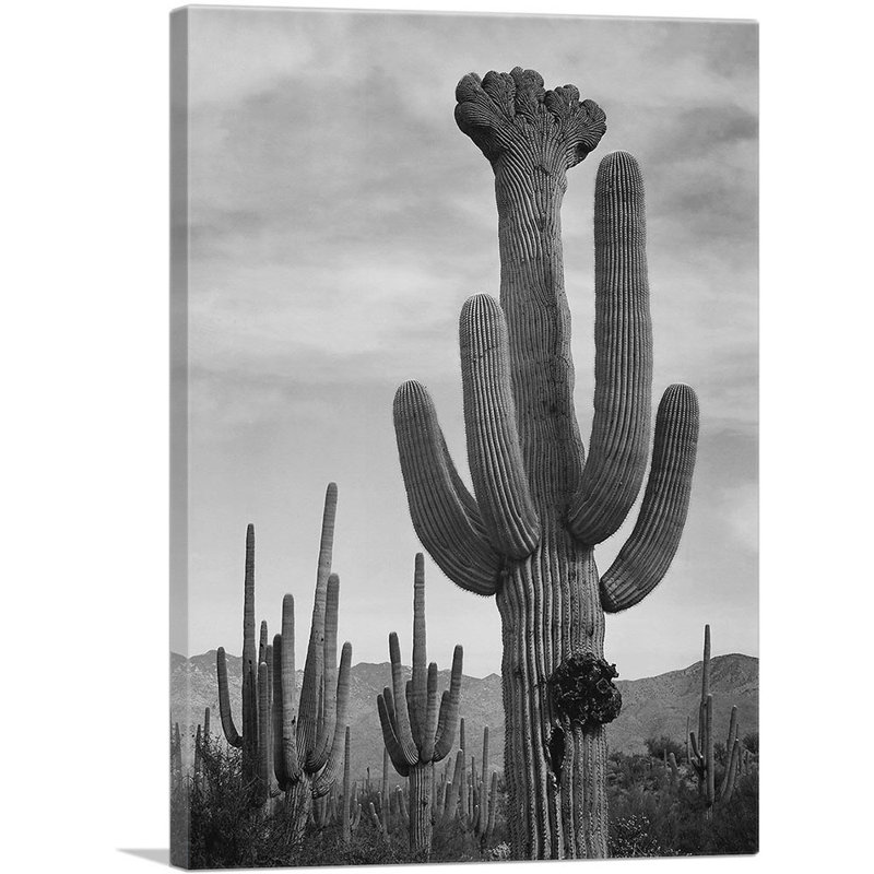 Vue complète du Cactus Saguaro National Monument Arizona par Ansel Adams - reproduction de photo sur toile tendue