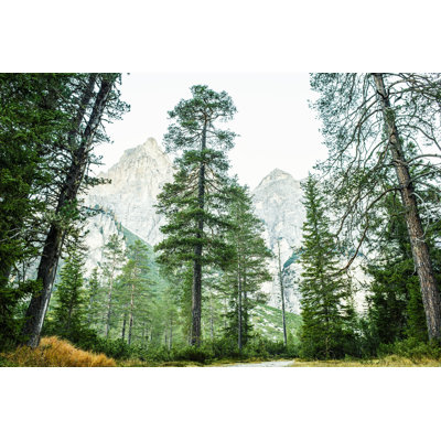 «Scenic Pine Woodland» par Misha Kaminsky