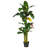 Triple Stalk Banana Tree