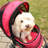 Regal Foldable Pet Stroller-16633270