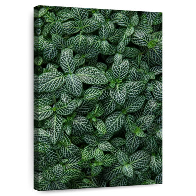 Harnek Nerve Plant