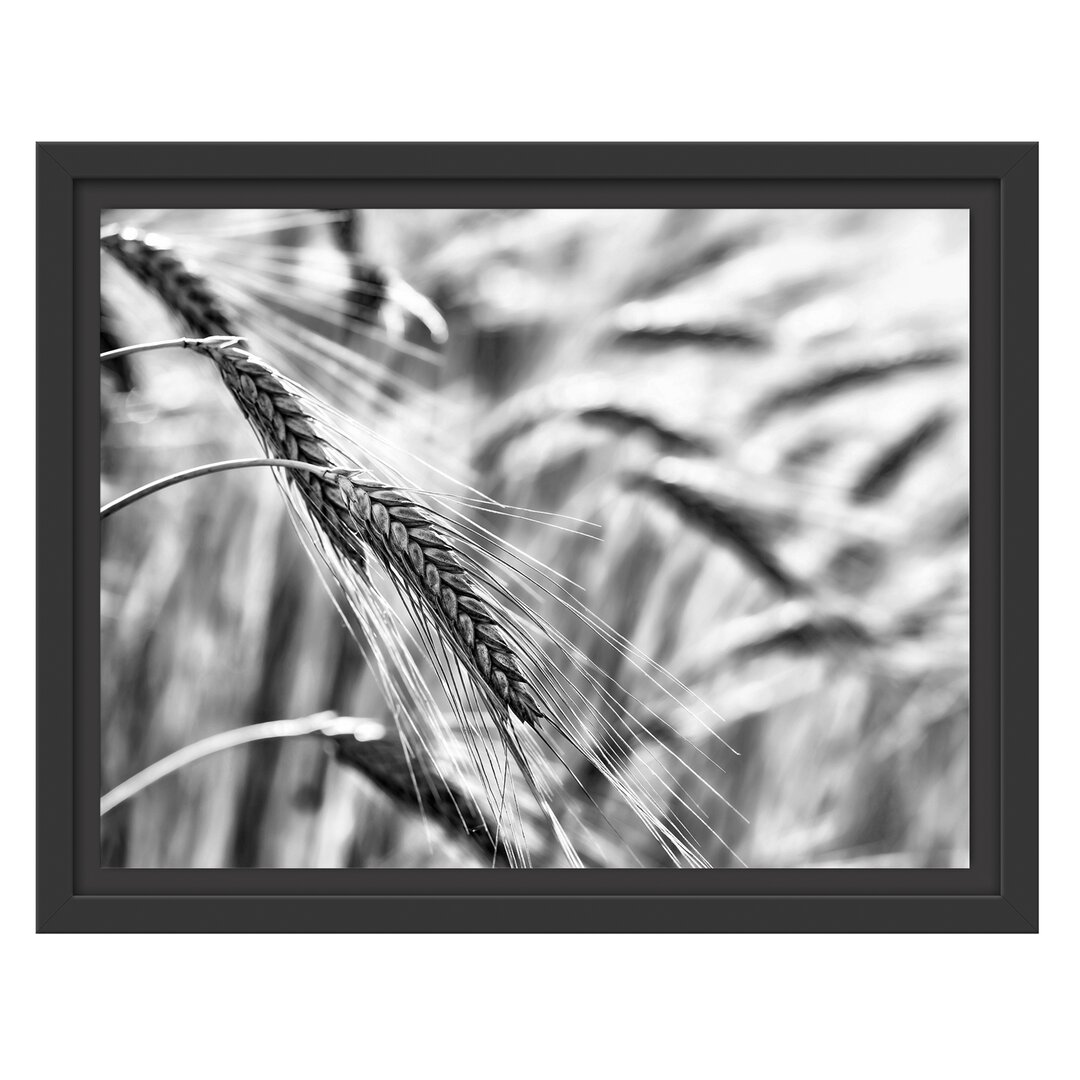 Gerahmtes Wandbild Weizen auf dem Feld