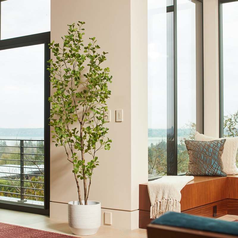 TREE FICUS HEART GROWER 7FT