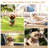 Pet Stroller, Folding Dog Stroller for Small Medium Dogs & Cats, 3-in-1 Detachable Carrier Stroller with Cup Holder & Breathable Mesh Windows, Storage Basket & Shock Absorbing Wheels-138450636-138450633