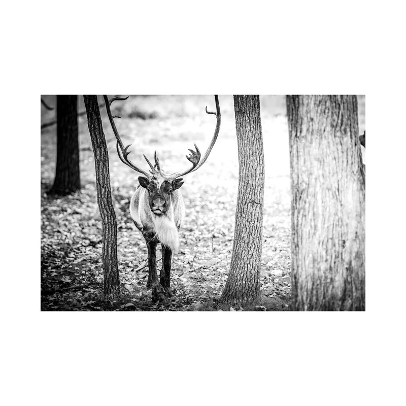 Caribou Running Towards by Nik Rave - Wrapped Canvas Gallery-Wrapped Canvas Giclée, 20.32 cm H x 30.48 cm W
