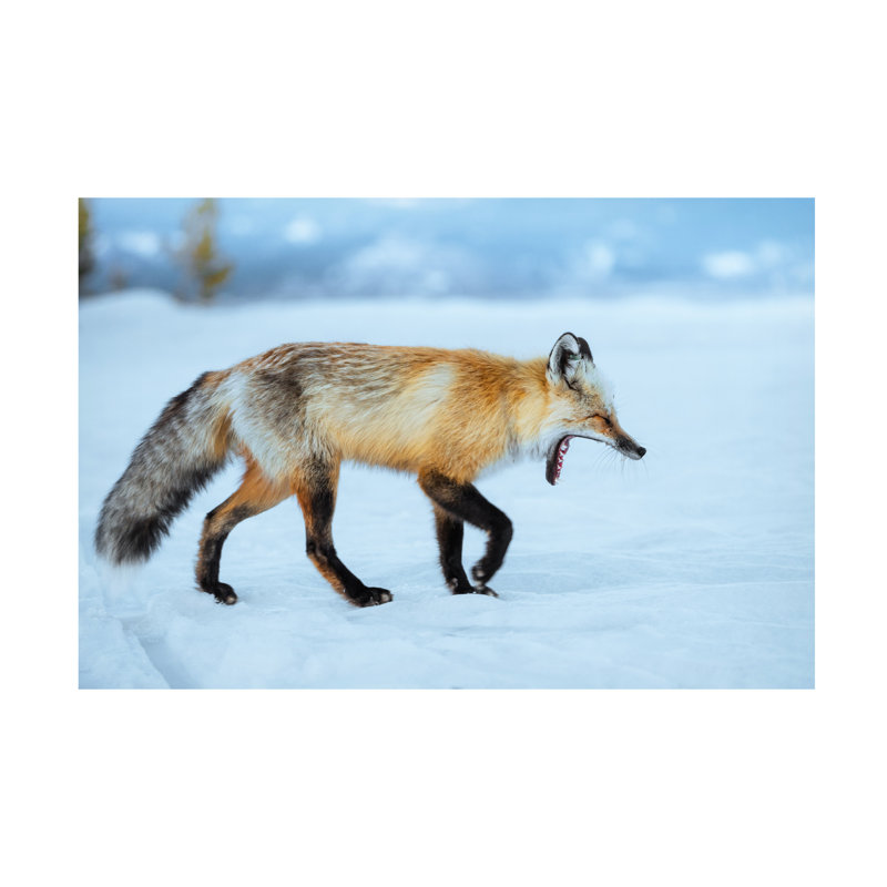 Art mural sur toile tendue - Jared Kreiss «Fox in the Tetons», art mural pour le salon, la chambre à coucher ou le bureau - 22 x 32