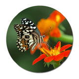 Beautiful Butterfly Print