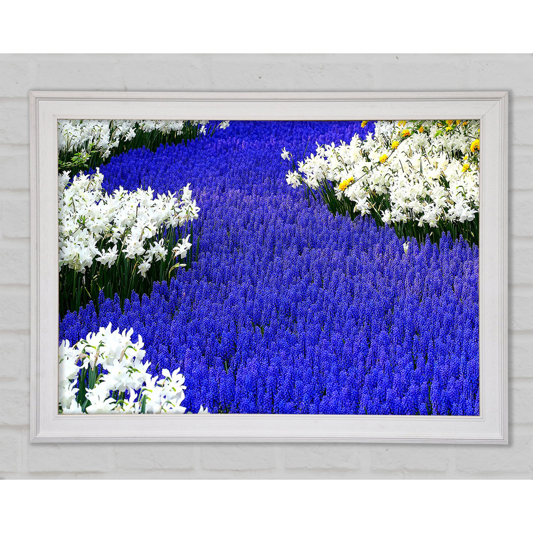 Gerahmtes Leinwandbild Grape Hyacinths And Daffodils