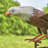 Large Flying Eagle Iron Rocking Stake "Aerie"