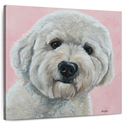 Brampt Labradoodle Hank On Pink