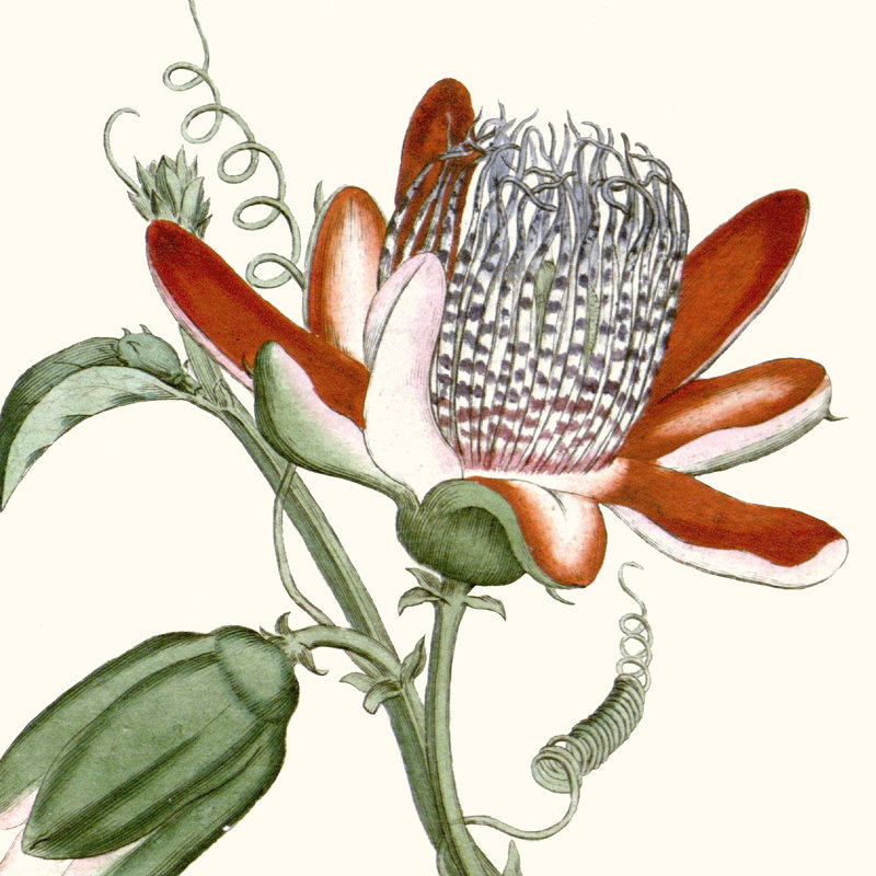Cropped Antique Botanical VI by Vision Studio - Wrapped Canvas Painting, 76cm H x 76cm W
