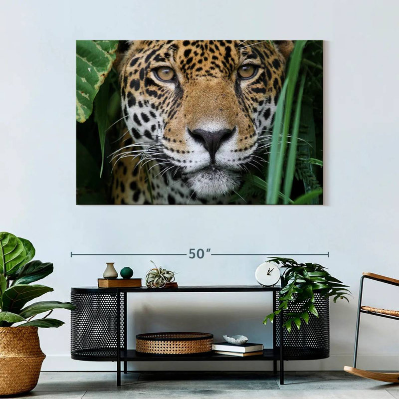 Jaguar de la jungle amazonienne Brampt, H 32 po x l 48 po