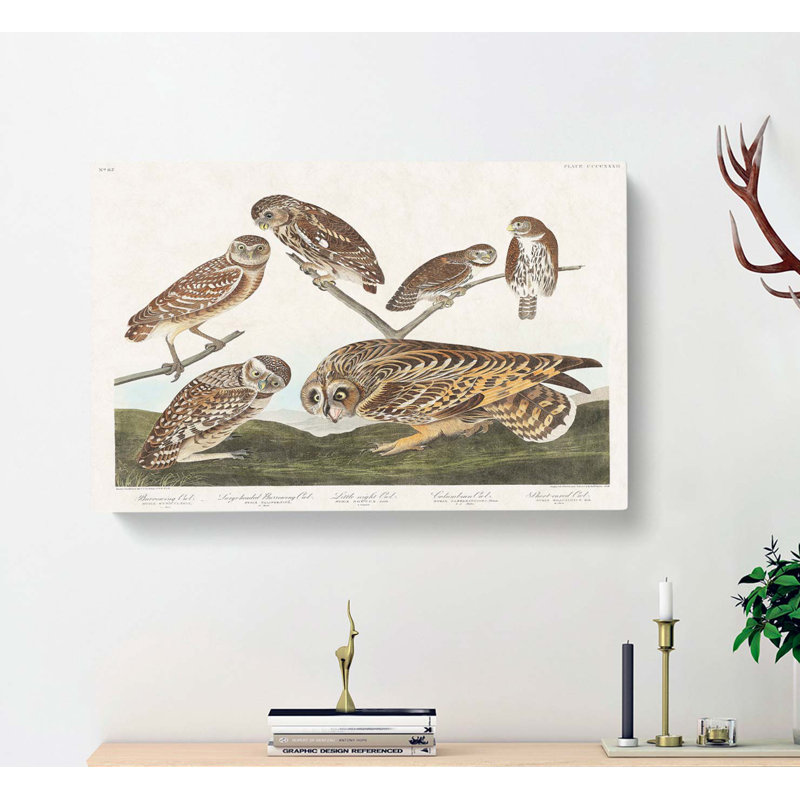 Selection Of Owls by John Audubon - Wrapped Canvas Painting, 40cm H x 60cm W x 3cm D